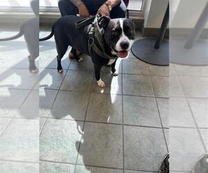 American Staffordshire Terrier Dogs for adoption in San Antonio, TX, USA