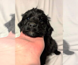 Mutt Dogs for adoption in Grafton, WI, USA