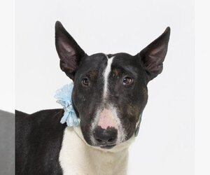 Bull Terrier Dogs for adoption in Santa Maria, CA, USA