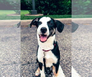 Australian Shepherd-Unknown Mix Dogs for adoption in Monterey, VA, USA