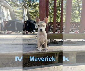 Bulldog-Unknown Mix Dogs for adoption in Ball Ground, GA, USA