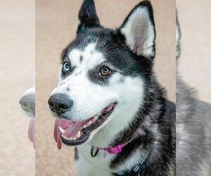 Siberian Husky Dogs for adoption in Kennesaw, GA, USA