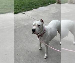 Dogo Argentino Dogs for adoption in Pueblo, CO, USA