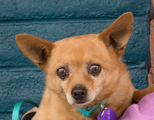 Chi-Corgi Dogs for adoption in Pittsburg, CA, USA