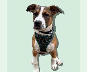 Medium Photo #5 Mutt Puppy For Sale in Rockville, MD, USA