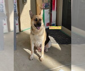 Shepradors Dogs for adoption in Woodland Hills, CA, USA