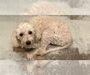 Poodle (Toy) Dogs for adoption in Rosenberg, TX, USA
