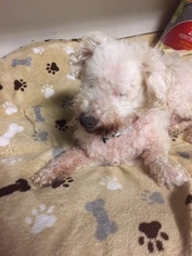 Poodle (Miniature)-Unknown Mix Dogs for adoption in Pico Rivera, CA, USA