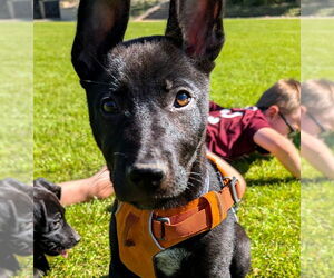 Labrador Retriever-Unknown Mix Dogs for adoption in The Woodlands, TX, USA