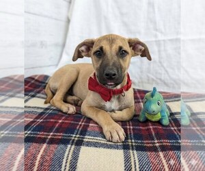 Mutt Dogs for adoption in Mt. Laurel, NJ, USA