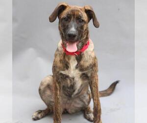 Mutt Dogs for adoption in Philadelphia, PA, USA