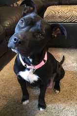 American Pit Bull Terrier-Unknown Mix Dogs for adoption in Staunton, VA, USA