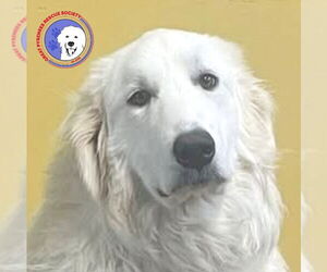 Great Pyrenees Dogs for adoption in Spring, TX, USA