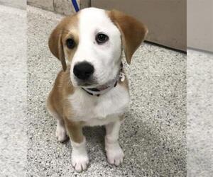 Labrador Retriever-Unknown Mix Dogs for adoption in Conroe, TX, USA