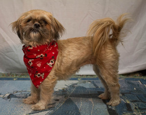 Shih Tzu Dogs for adoption in Sanford, FL, USA