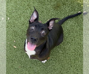 Mutt Dogs for adoption in Hilton Head, SC, USA