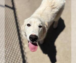 Great Pyrenees Dogs for adoption in Tulsa, OK, USA
