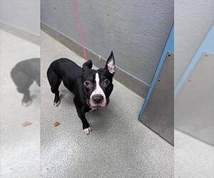 Staffordshire Bull Terrier-Unknown Mix Dogs for adoption in Las Vegas, NV, USA