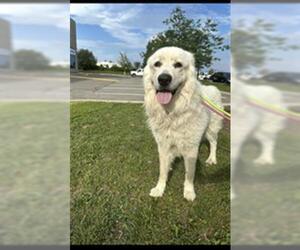 Maremma Sheepdog Dogs for adoption in Vaughan, Ontario, Canada
