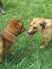 Black Mouth Cur-Unknown Mix Dogs for adoption in Fredericksburg, VA, USA