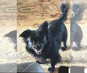 Chion Dogs for adoption in Mount Airy, NC, USA