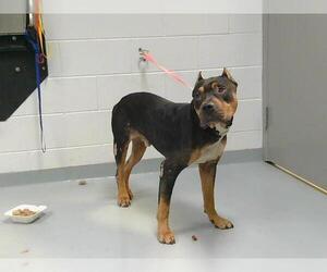 American Pit Bull Terrier-Unknown Mix Dogs for adoption in St. Cloud, FL, USA