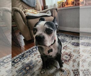 Boston Terrier Dogs for adoption in Rockaway, NJ, USA