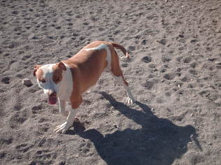 Medium Photo #1 American Staffordshire Terrier Puppy For Sale in Golden Valley, AZ, USA
