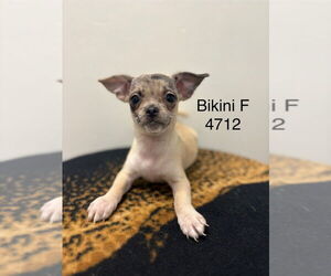 Pug-Unknown Mix Dogs for adoption in Studio City, CA, USA