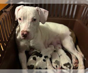 American Pit Bull Terrier Dogs for adoption in New Orleans, LA, USA