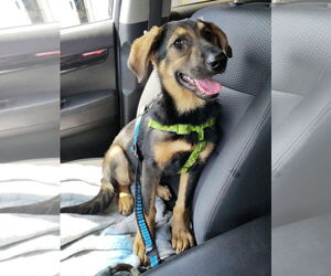 Golden Shepherd Dogs for adoption in Sanford, FL, USA