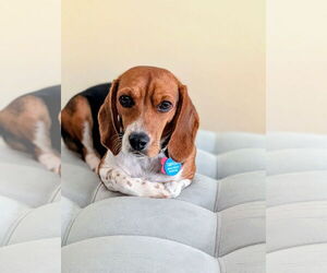 Beagle Dogs for adoption in Tampa, FL, USA