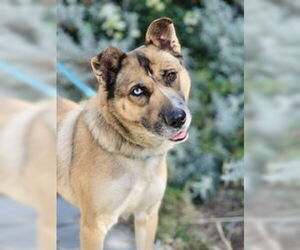 Siberian Husky Dogs for adoption in Salinas, CA, USA