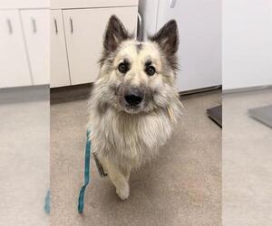 Shollie Dogs for adoption in HESPERIA, CA, USA