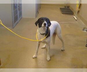 Border Collie Dogs for adoption in Sacramento, CA, USA