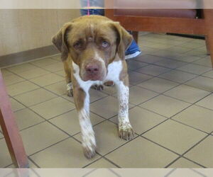 American Staffordshire Terrier-Unknown Mix Dogs for adoption in Ocala, FL, USA