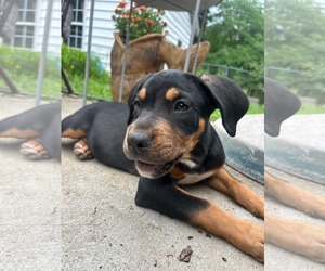 Labrottie Dogs for adoption in Kannapolis, NC, USA
