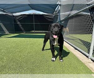 American Staffordshire Terrier-Unknown Mix Dogs for adoption in Grand Prairie, TX, USA