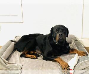Medium Photo #1 Rottweiler-Unknown Mix Puppy For Sale in Las Vegas, NV, USA