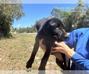 German Shepherd Dog-Unknown Mix Dogs for adoption in Ocala, FL, USA