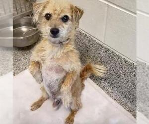 Chihuahua Dogs for adoption in Houston, TX, USA