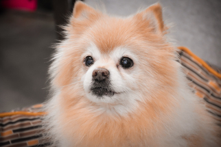 Pomeranian Dogs for adoption in Cookeville, TN, USA