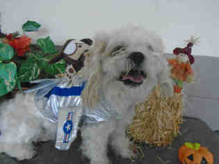 Maltese Dogs for adoption in Fairfield, CA, USA