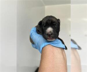 Huskies -Unknown Mix Dogs for adoption in Houston, TX, USA
