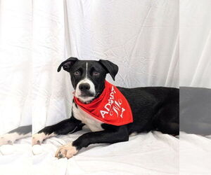 Mutt Dogs for adoption in Pottstown, PA, USA