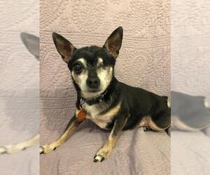 Chihuahua Dogs for adoption in FAIRLAWN, OH, USA