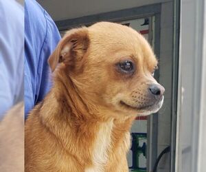 Chiweenie Dogs for adoption in Greenville, SC, USA