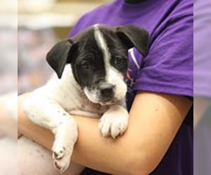 Boxador Dogs for adoption in Chantilly, VA, USA