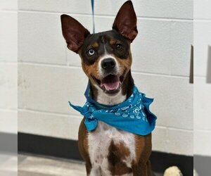 Basenji-Unknown Mix Dogs for adoption in Austin, TX, USA