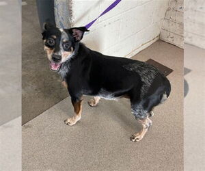 Mutt Dogs for adoption in San Bernardino, CA, USA